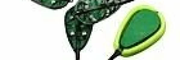 Hranitoare pentru pesti - feeders