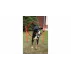 Dog Trainer obstacol agilitate pentru caini