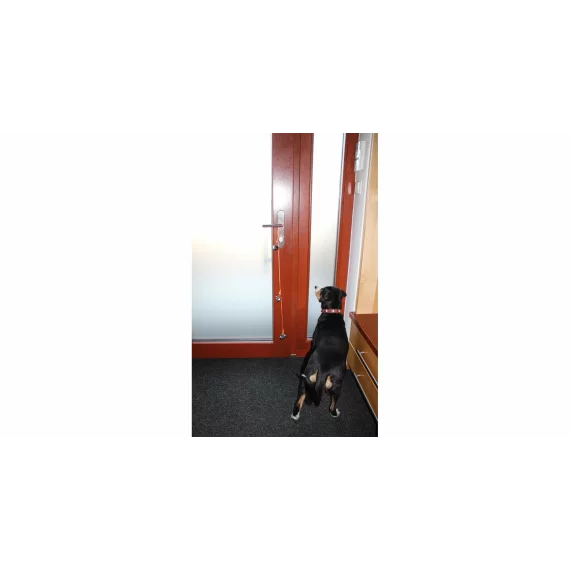 Dogbell funie cu sonerie pentru animale de companie, portocaliu