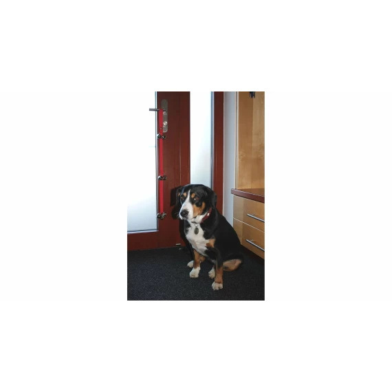 Dogbell funie cu sonerie pentru animale de companie, rosu