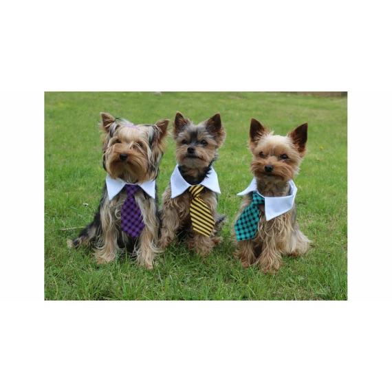 Gentledog cravata pentru caini, galbena