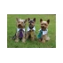 Gentledog cravata pentru caini, galbena