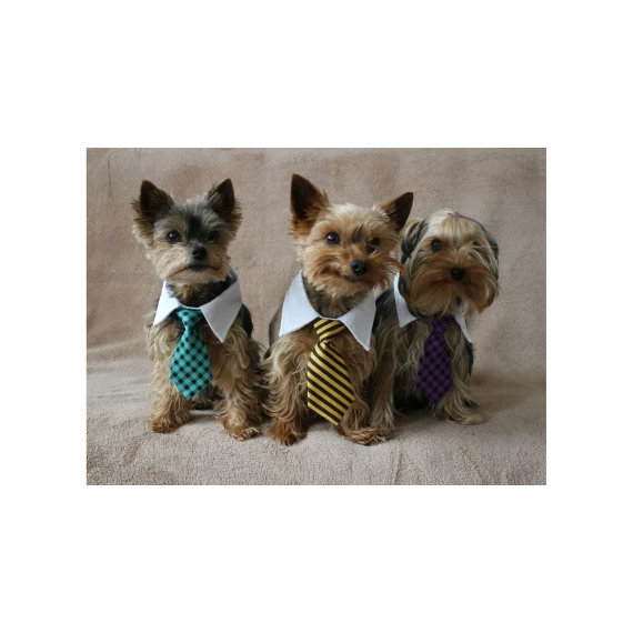 Gentledog cravata pentru caini, mov