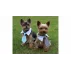 Gentledog cravata pentru caini, negru-alb