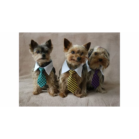 Gentledog cravata pentru caini, negru-alb