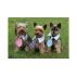 Gentledog cravata pentru caini, roz