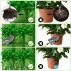 Ghiveci de plantare pentru perete, verde cu 18  buzunare