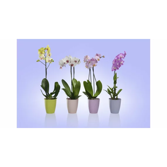 Ghiveci decorativ pentru flori Ornella transparent