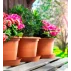 Ghiveci pentru flori Campanula terracotta
