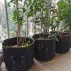 Grow Bag 129L ghiveci pentru flori