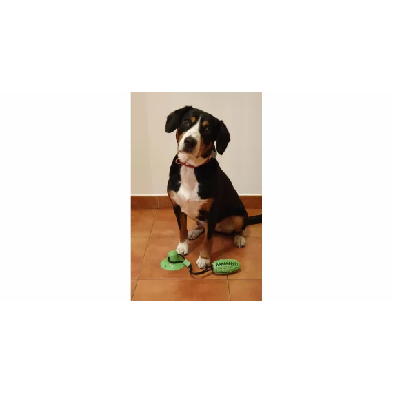 Jucarie pentru caine Doggie verde