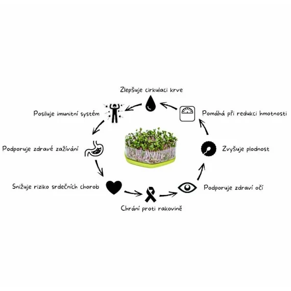 Mungo castron pentru incoltit, germinator, verde neon