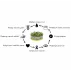 Mungo castron pentru incoltit, germinator, verde neon