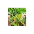 Plant Buckle tije de sustinere a plantelor 10 buc.