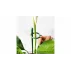 Plant Buckle tije de sustinere a plantelor 10 buc.
