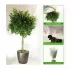 Plant Cover  80x120 protectie pentru plante