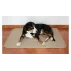 Saltea catei Paddog bej