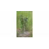 Suport plante cataratoare Climber