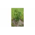 Suport plante cataratoare Climber