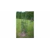 Suport plante cataratoare Gardening Pole 16
