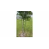 Suport plante cataratoare Gardening Pole 16