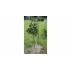 Suport plante cataratoare Gardening Pole 16