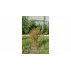 Suport plante cataratoare Gardening Pole 8