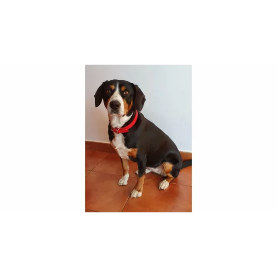 Zgarda caini Dog Leash albastru