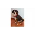 Zgarda caini Dog Leash albastru