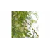 Dispozitiv telescopic pentru culegerea fructelor, Fruit Picker, 6 metri