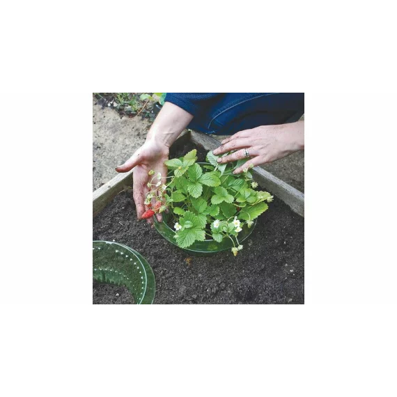 Protectie tip guler anti melci pentru legume, 12 buc