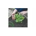 Protectie tip guler anti melci pentru legume, 12 buc