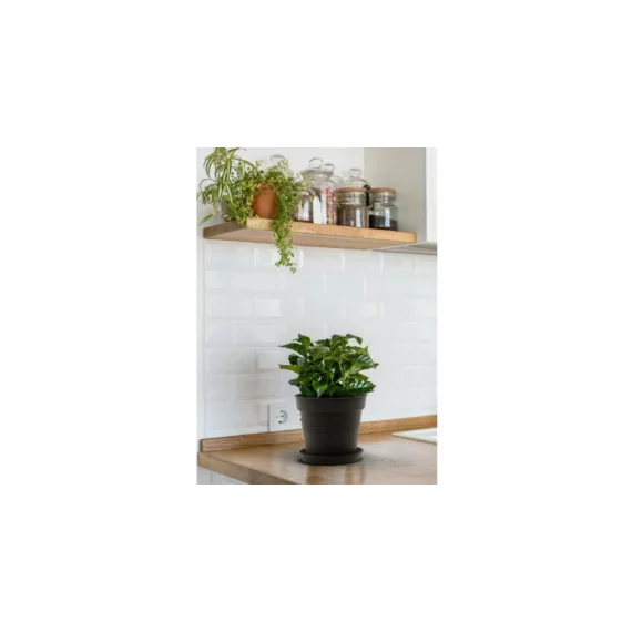 Farfurie pentru ghiveci Camelie 12, antracit