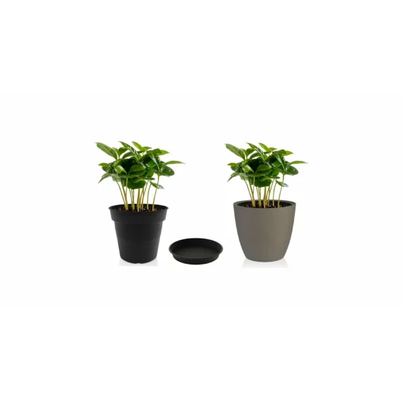 Farfurie pentru ghiveci Camelie 15, antracit